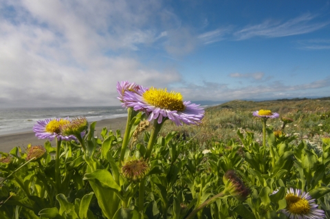 a purple and yellow flower on a dune with the ocean in the background.