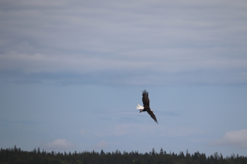 Bald eagle flying over trees and cloudy sky.