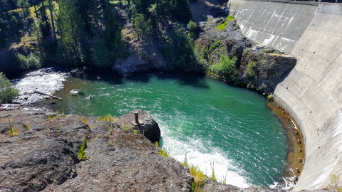 A biologist wades in the water below a tall, curving, concrete dam, looking tiny by comparison.