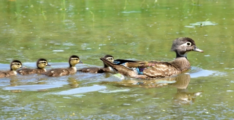 An image of a female wood duck with four babies swimming behind her.