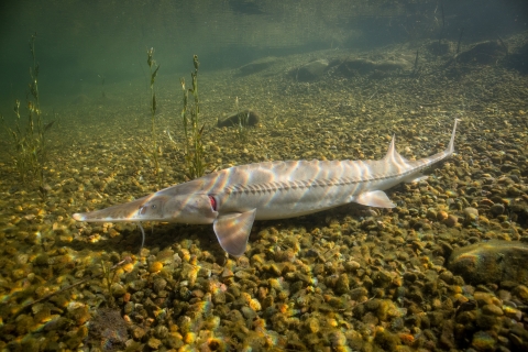 A pallid sturgeon swims along a rocky stream bed. The fish is long and slender, with whiskers and small ridges along its back and sides.