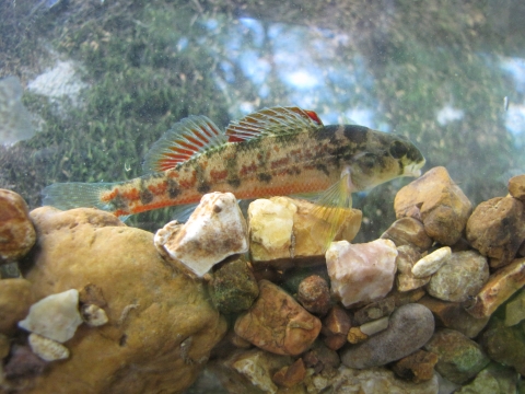 Vermilion Darter