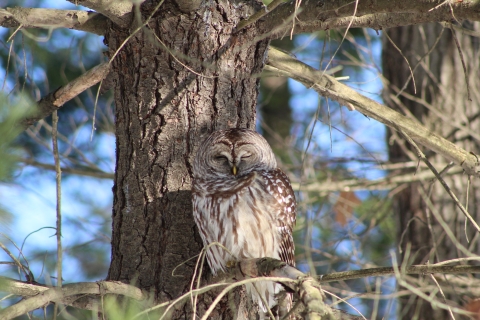 Barred Owl in tree