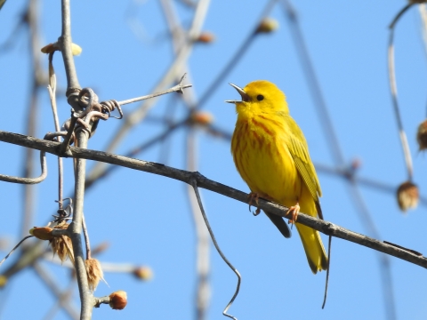 Yellow Warbler singing in the sun