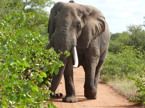 African Elephant