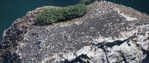 Murre Colony on White Rock Island in Flattery Rocks NWR