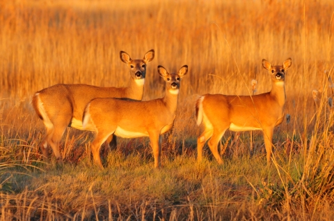 White tail deer in field