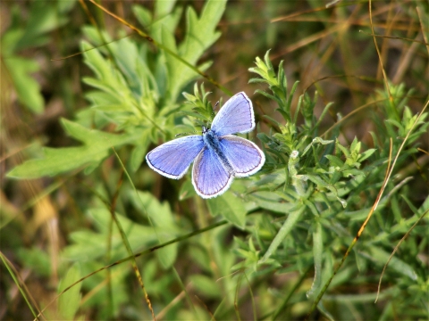 Melissa Blue Butterfly