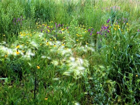 Prairie Flowers