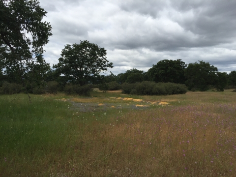 vernal pool in oak woodland