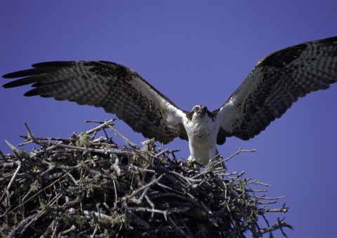 Osprey landing on Franklin Island 