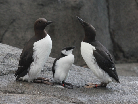 Common Murre Chick Standing Between Two Adults