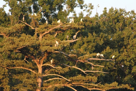 Active Rookery on Cypress