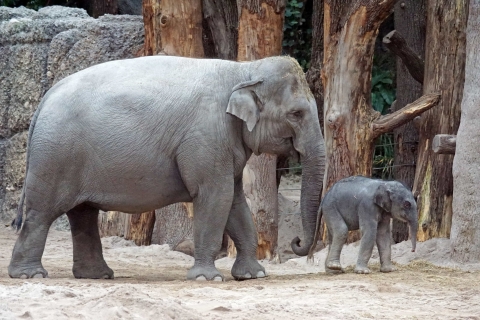 Mother and Baby Elephant