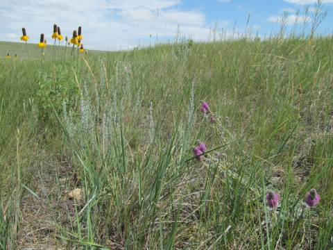 yellow wild flowers and prairie grasses with clouds and sky in the background