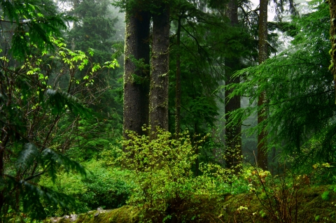 Northern Spotted Owl and Marbled Murrlet habitat Oregon