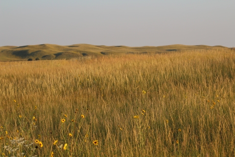 Sandhill Prairie