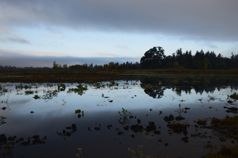 Wetland filled with water and plants, large trees in distance; dark lighting