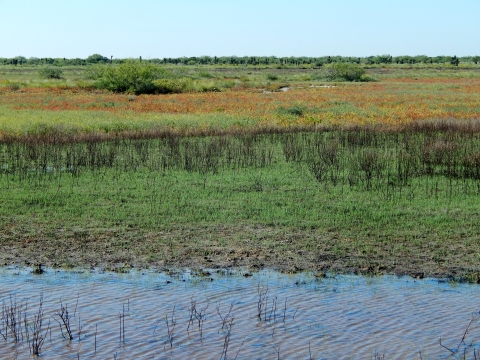 One of many wetlands here at Laguna Atascosa NWR with amazing south Texas brush on the horizon such as yuca and mesquite 