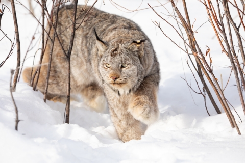 lynx wanders in snow