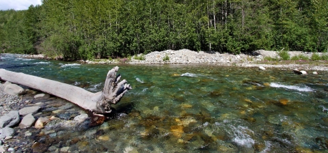 a clear creek with trees in the background