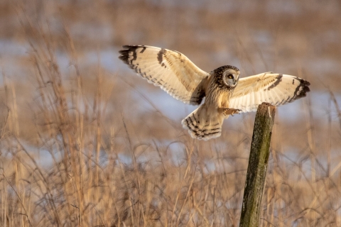 Short-eared Owl. Asio flammeus