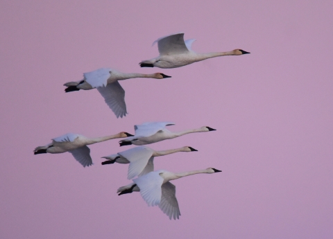 Trumpeter Swan at Lacreek NWR