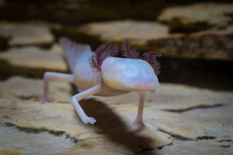 A small, translucent and eyeless salamander walks toward camera.