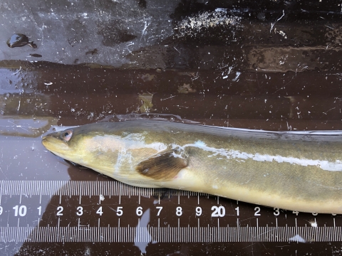 American eel being measured for length