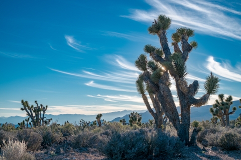 Joshua trees and other desert plants. Shadowed mountains visible in the distance.