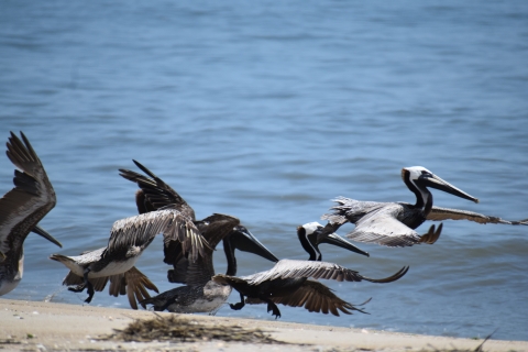 A group of brown belicans landing on the beach