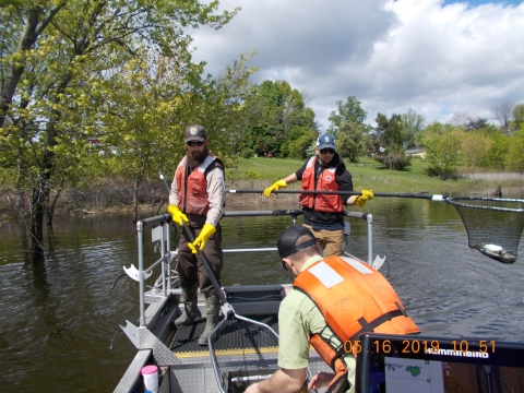 Netting fish in the Connecticut River