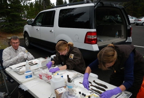 Fish Health Biologists collecting fish health samples 