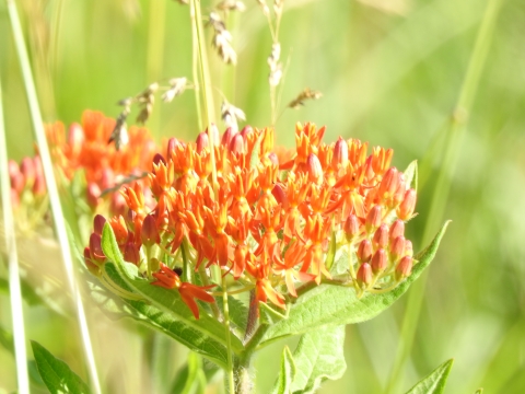 An image of butterflyweed blooming bright orange 