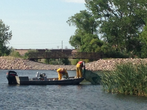 Two biologists collect fish from a trap net