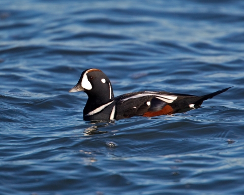 Harlequin Duck at SPT