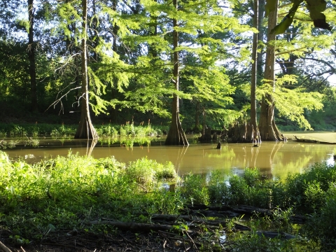 A waterway surrounded by vegetation