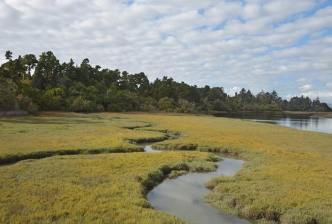 View of a meandering channel in a salt marsh with forest and cloudy sky in the background