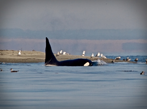 Orca Whale Hunting Seals on the Dungeness Spit