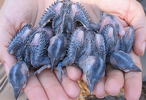 Two hands extended hold four young birds with, eyes closed, naked skin and dark emerging feathers.