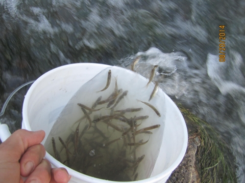 Wind River sauger stocking