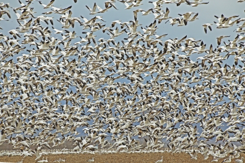 Flock of snow geese taking flight from farm field.