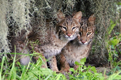 Bobcat kittens