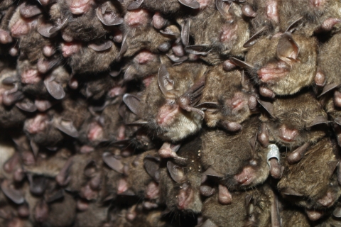 Cluster of roosting bats.