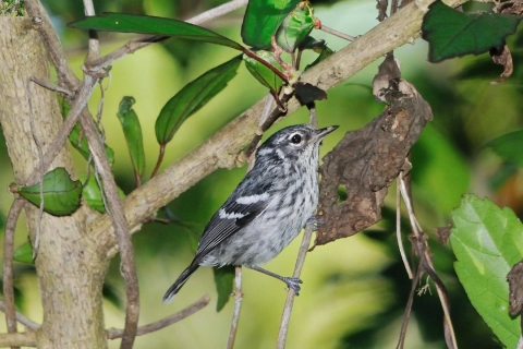 A small bird with grey and white feathers, perched on a tree branch.