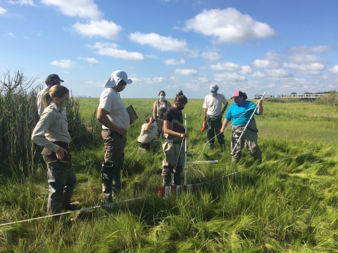 Performing MidTRAM monitoring at Edwin B. Forsythe NWR