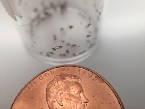 macro image of small black insects in clear plastic tube next to an American penny.