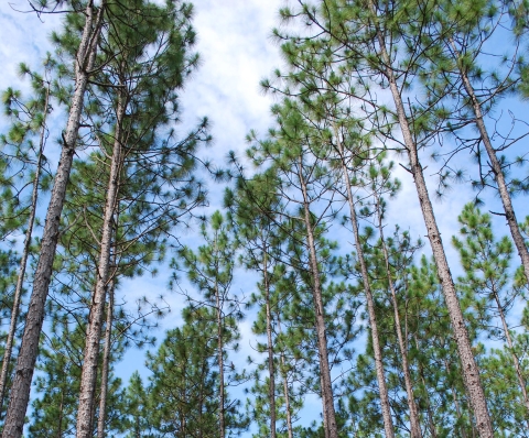 A blue sky partially obscured by tall green pine trees.