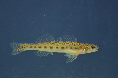 Tiny yellow fish with brown speckling