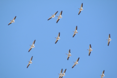 American White Pelicans in flight